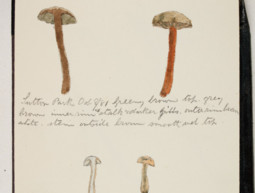 Sketchbook of Fungi by Oliver Clare
