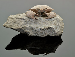 1997G12 Crab Fossil