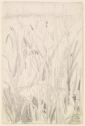 1906P608 Sketch of Reeds