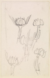 1906P609 Sketch of Five Flower Heads