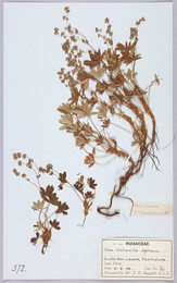 1913B8.1747 Bagnall herbarium specimen - Alchemilla alpina