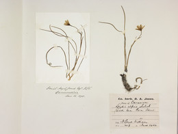 1921B1.3812 Snowdon Lily (Lloydia Serotina) herbarium sheet