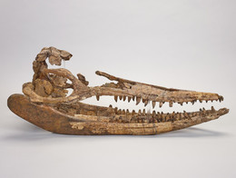 1955G35.1 Ichthyosaur 3D fossil skeleton