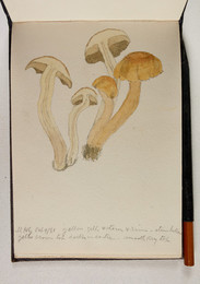 1983P28.11 Sketchbook of Fungi, UHG, Oct 9/81