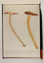 1983P28.12 Sketchbook of Fungi, UHG, Oct 9/81