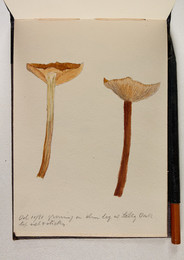 1983P28.14 Sketchbook of Fungi, Growing on Elm log at Selly Oak