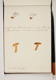 1983P28.13 Sketchbook of Fungi, UHG, Oct 9/1881, Knowle Oct 15/1881