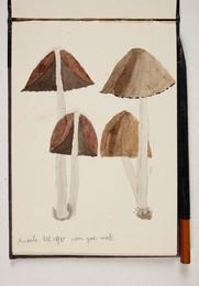 1983P28.16 Sketchbook of Fungi,  Knowle 15/81