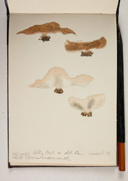 1983P28.15 Sketchbook of Fungi, Selly Oak