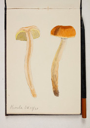 1983P28.17 Sketchbook of Fungi, Knowle