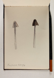 1983P28.19 Sketchbook of Fungi, Kingswood