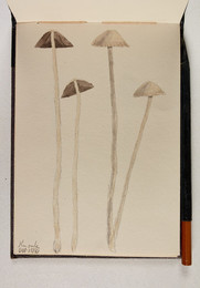 1983P28.18 Sketchbook of Fungi, Knowle
