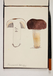 1983P28.20 Sketchbook of Fungi, Kingswood