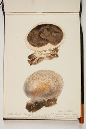 1983P28.2 Sketchbook of Fungi, Sutton Park