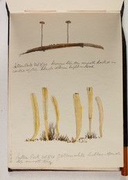 1983P28.3 Sketchbook of Fungi, Sutton Park