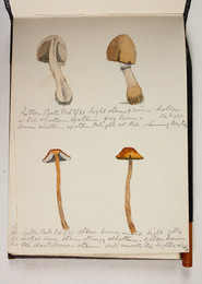 1983P28.4 Sketchbook of Fungi, Sutton Park