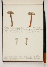 1983P28.7 Sketchbook of Fungi, Sutton Park