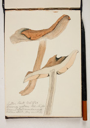 1983P28.6 Sketchbook of Fungi, Sutton Park