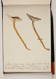1983P28.8 Sketchbook of Fungi, Sutton Park
