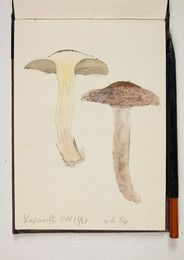 1983P28.22 Sketchbook of Fungi, Lapworth Oct 15/81