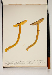 1983P28.9 Sketchbook of Fungi, Garden, growing on wood