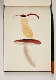 1983P28.23 Sketchbook of Fungi