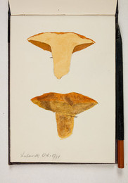 1983P28.21 Sketchbook of Fungi, Lapworth