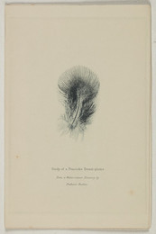 1978P528 Study of a Peacock's Breast-plume: The Principles of Art