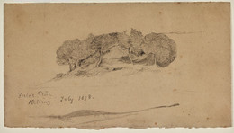 1906P1018 Sketch of a of Grove of Trees on a Hillside at Kelling, Norfolk