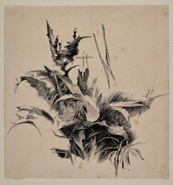 1906P800 Study of a Thistle
