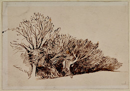 1906P802 Study of Willow Trees