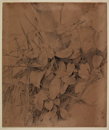 1906P811 Study of wild Arum and Grass at the Foot of a small Tree Trunk
