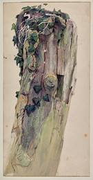 1906P869 Reverend James Bulwer - Study of Ivy on an old Fence Post or Tree Stump