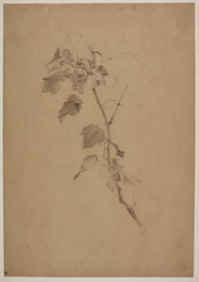1906P965 Study of a Branch of a Currant Bush