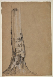 1906P968 Study of a Tree Trunk