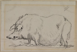 1906P986 Study of a Sow