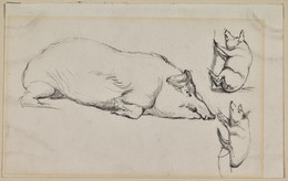 1906P985 Three Studies of Pigs