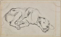 1906P988 Study of a Dog