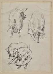 1906P987 Three Studies of Pigs