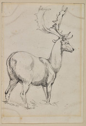 1906P995 Study of a Stag