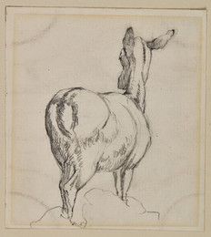1906P996 Study of a Deer