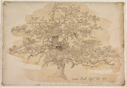 1906P294 Study of Oak Tree at Aston Park