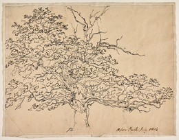 1906P300 Study of Old Oak Tree, Aston Park