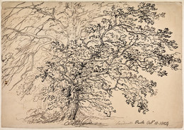 1906P301 Study of Tree, Sandwell Park