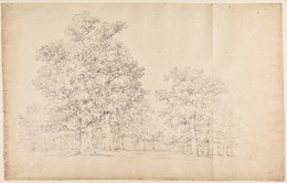 1974P21 View of Oak Trees (Packington Park)