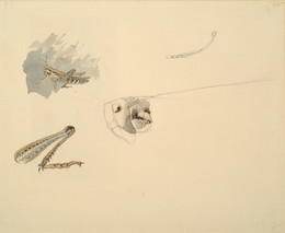 1906P663 Studies of a Grasshopper - Body, Head and Leg