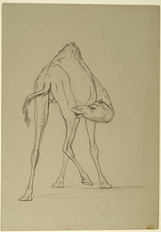 1979P5 Study of a Camel