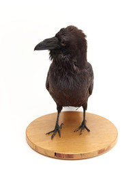 1913Z7.22 Taxidermy Raven (Corvus corax)