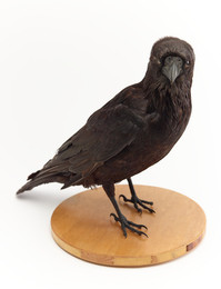 1913Z7.22  Taxidermy Raven (Corvus corax)