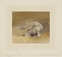 1927P755 Study of a Dog